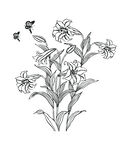 百合花素材