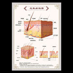 皮肤结构图