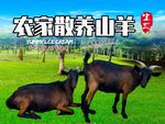 农家散养山羊