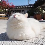 猫咪太阳心心