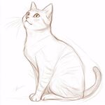 画猫步骤