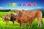 黄牛