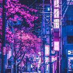 唯美樱花夜景