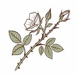 玫瑰插画