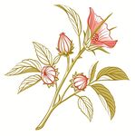 玫瑰茄洛神花