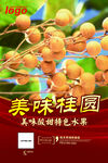 美味桂圆海报设计模板