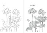 荷花 矢量图