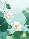 夏天荷塘插画