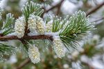 雪覆盖下的松树枝