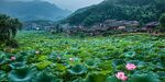 荷塘映日 山村静谧