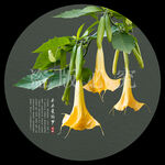 木本曼陀罗