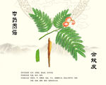 合欢皮合欢