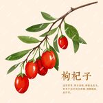 枸杞子插画