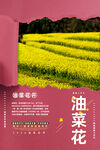 油菜花