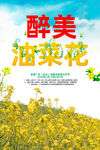 油菜花