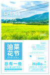 油菜花