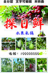 水果采摘莲雾番石榴门头