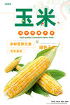 玉米