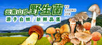 野生菌广告  