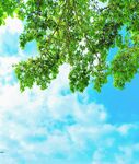 夏日风光