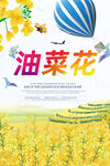 油菜花