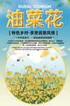 油菜花