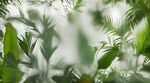 雾气磨砂膜效果绿植贴图
