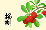 杨梅手绘插画 水果包装