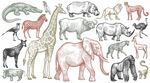 多样野生动物插画集合