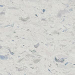 地板 奢华新传石纹 高档大图 