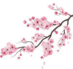 粉色烂漫樱花枝