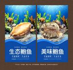 鲍鱼