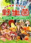野生菌海报