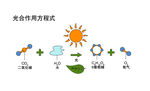 光合作用方式示意图 矢量图
