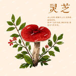 灵芝插画