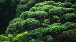 苍劲繁茂的盆景松树景观