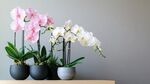 优雅兰花生机盆栽展示