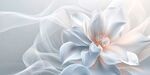 梦幻白花绽 轻柔纱曼舞