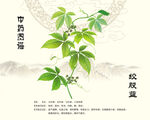 中药绞股蓝