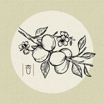 矢量杏花枝头图