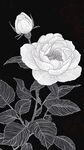 白描花卉图 优雅玫瑰绽放