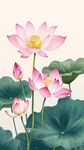 粉色荷花绽放清新水墨画
