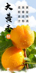 杏子海报 