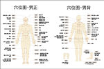 男穴位图