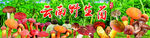 野生菌海报