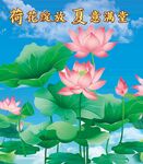 夏日绽放的美丽荷花