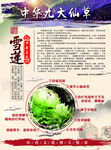 中华九大仙草雪莲宣传单页