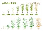 水稻生长过程图示