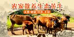 黄牛