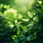 阳光下的翠绿新叶